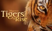 Tigers on the Rise (2024)